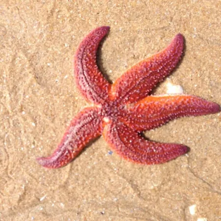 Cit'hotel Atlantis 2* Руайян