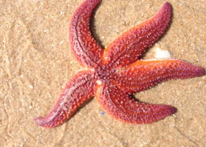 Cit'hotel Atlantis 2* Руайян